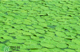 莼菜可以生吃嗎？莼菜怎么吃？
