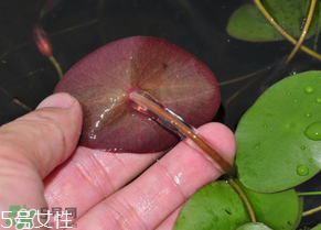 ?莼菜什么時(shí)節(jié)有？莼菜什么時(shí)候采摘？