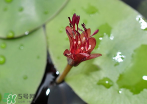 莼菜能放冰箱嗎？莼菜怎么保存？