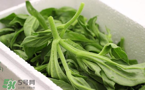 冰菜什么人不適宜吃？冰菜什么體質(zhì)不能吃？