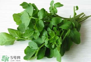 西洋菜是什么菜？西洋菜是什么樣的