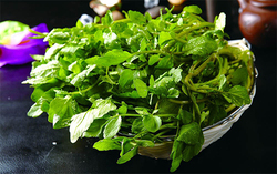 西洋菜怎么摘洗？西洋菜怎么洗才干凈