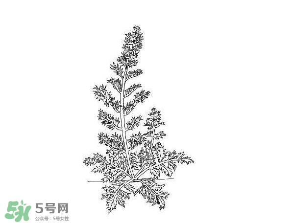白蒿孕婦能吃嗎？孕婦可以吃白蒿嗎？