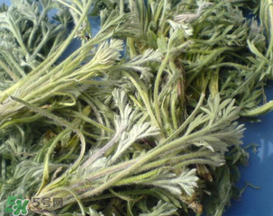 白蒿能治黃疸嗎？白蒿水可以治黃疸嗎？