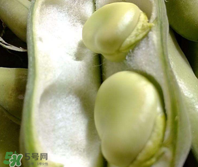 蠶豆多少錢一斤？蠶豆多少錢一斤2017？