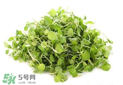 孕婦能吃西洋菜嗎？孕婦可以吃西洋菜嗎