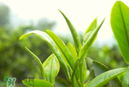 谷雨為什么喝谷雨茶？谷雨茶是什么茶？