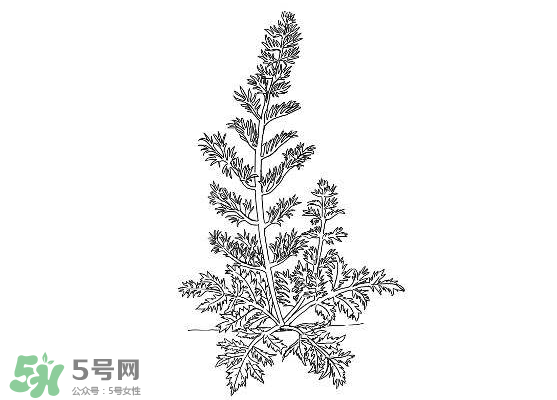 白蒿能生吃嗎？白蒿能不能生吃？