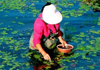 莼菜是什么菜？莼菜是荷葉嗎？