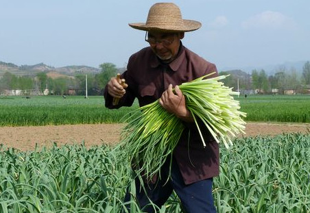 蒜苔是怎么長(zhǎng)出來(lái)的？蒜苔是大蒜長(zhǎng)出來(lái)的嗎