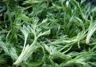 白蒿能治黃疸嗎？白蒿水可以治黃疸嗎？