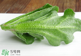 冰草不能和什么一起吃？冰草不能和什么同時吃？
