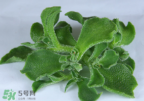 冰草可以放冰箱嗎？冰草能用冰塊保存嗎？