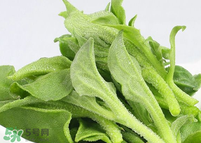 冰草可以放冰箱嗎？冰草能用冰塊保存嗎？