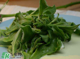 冰草多少錢一斤？非洲冰草多少錢一斤？