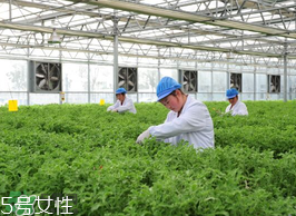 ?冰草為什么會(huì)酸？冰草為什么是酸的？