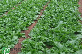 冰菜什么季節(jié)種植？冰菜怎么種植？