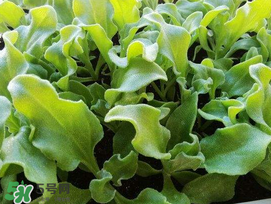 冰菜什么季節(jié)種植？冰菜怎么種植？