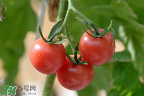 蝦爬子可以和西紅柿一起吃嗎？蝦爬和西紅柿能一起吃嗎？