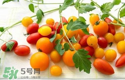 圣女果是轉(zhuǎn)基因的嗎？圣女果轉(zhuǎn)基因食品嗎