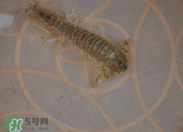 蝦爬子怎么保存？蝦爬子怎么保存才新鮮？