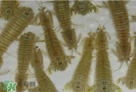 蝦爬子怎么保存？蝦爬子怎么保存才新鮮？