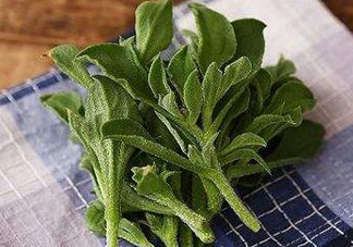 吃冰菜有什么好處？冰菜吃了有什么好處？