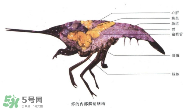 油燜大蝦怎么洗？油燜大蝦怎么清洗