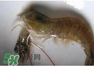 油燜大蝦怎么洗？油燜大蝦怎么清洗