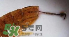 油燜大蝦怎么洗？油燜大蝦怎么清洗