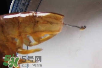 油燜大蝦怎么洗？油燜大蝦怎么清洗