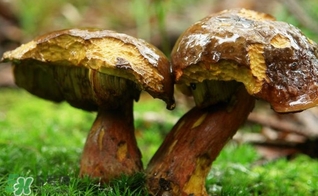牛肝菌有毒嗎？有毒牛肝菌圖片