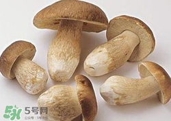 美味牛肝菌多少錢一斤？一斤牛肝菌多少錢？