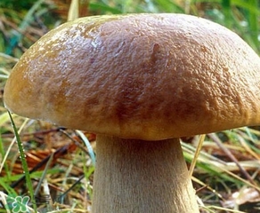 美味牛肝菌多少錢一斤？一斤牛肝菌多少錢？