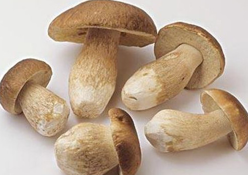 牛肝菌怎么吃？牛肝菌怎么做不會(huì)中毒