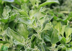 冰菜是什么菜？冰菜和冰草一樣嗎？