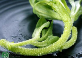 冰菜是什么菜？冰菜和冰草一樣嗎？