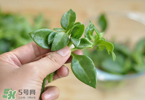 冰菜和穿心蓮是同一種菜嗎？冰菜和穿心蓮是一科嗎？