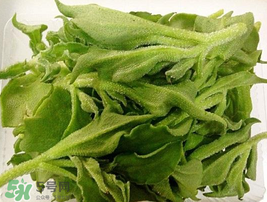 冰菜可以生吃嗎？冰菜能生吃嗎？