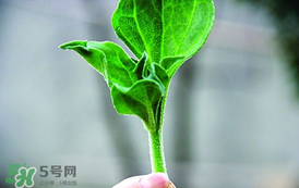 冰菜怎么吃？冰菜可以炒著吃嗎？