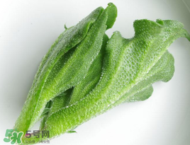 冰菜怎么吃？冰菜可以炒著吃嗎？
