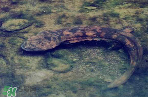 娃娃魚(yú)多少錢(qián)一斤2017？2017娃娃魚(yú)多少錢(qián)一斤？