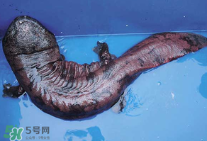 娃娃魚(yú)多少錢(qián)一斤2017？2017娃娃魚(yú)多少錢(qián)一斤？