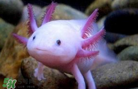 娃娃魚(yú)多少錢(qián)一斤2017？2017娃娃魚(yú)多少錢(qián)一斤？