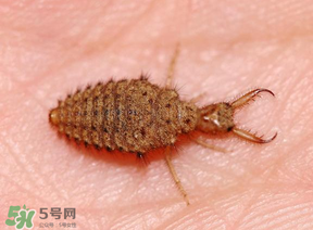 蟻獅價格多少錢一斤？蟻獅多少錢一克？