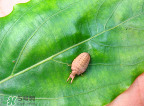 蟻獅價格多少錢一斤？蟻獅多少錢一克？