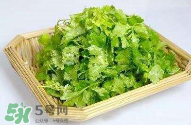 芹菜葉能吃嗎？芹菜葉可以吃嗎