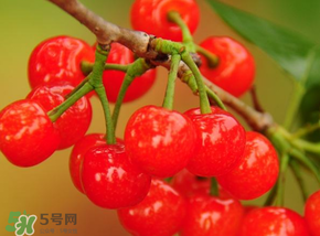 櫻桃可以帶上飛機(jī)嗎？坐飛機(jī)可以帶櫻桃嗎？