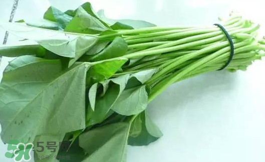 苕尖怎么摘？苕尖怎么擇