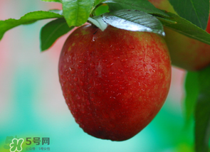 油桃多少錢一斤？油桃多少錢一斤2017？